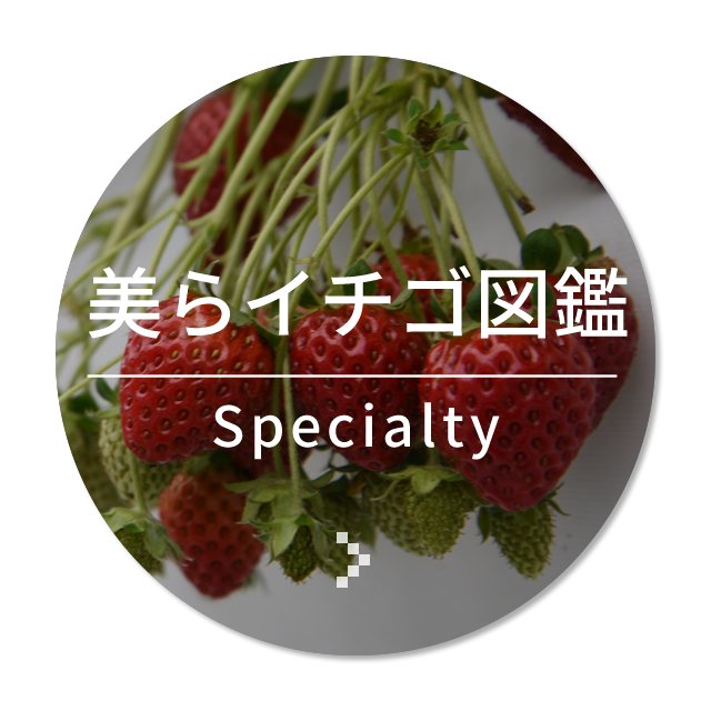 美らイチゴ図鑑